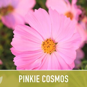 Semillas de flor Pinkie Cosmos, reliquia, aptas para polinizadores imagen 10