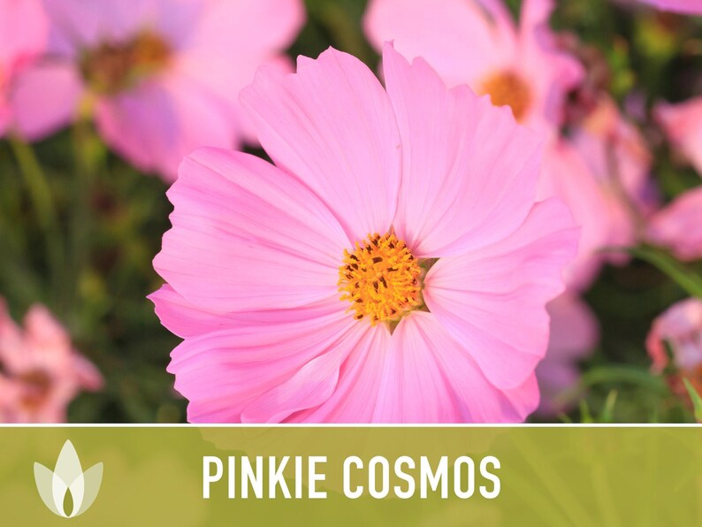 Semillas de flor Pinkie Cosmos, reliquia, aptas para polinizadores imagen 10