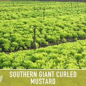 Southern Giant Curled Mustard Greens Heirloom Seeds image 6