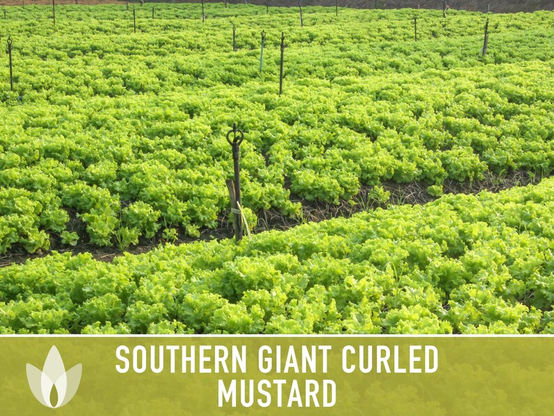 Southern Giant Curled Mustard Greens Heirloom Seeds image 6