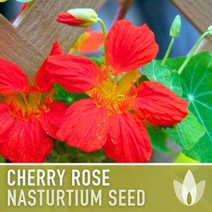 Nasturtium, Cherry Rose Flower Seeds - 25 Heirloom Seeds, Organic, Edible, Salad Garden image 8