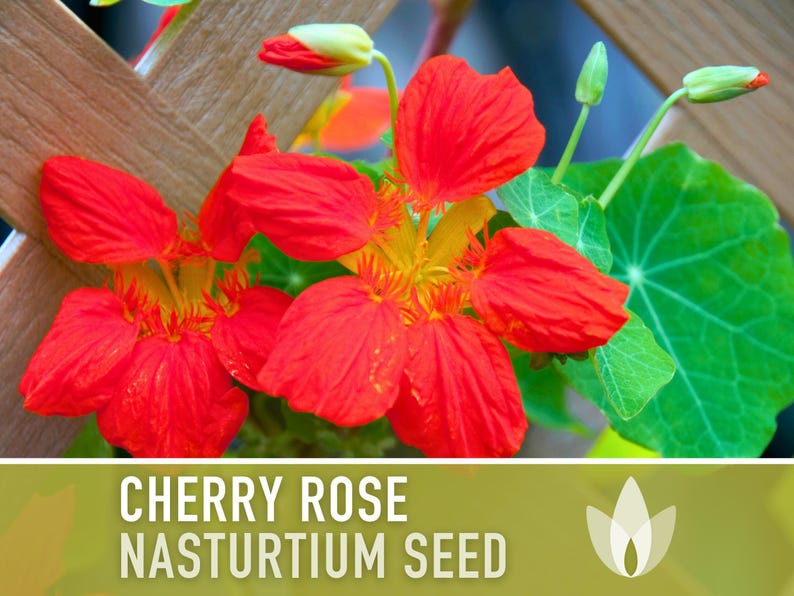 Nasturtium, Cherry Rose Flower Seeds - 25 Heirloom Seeds, Organic, Edible, Salad Garden image 8