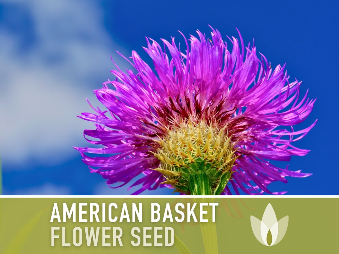 American Basket Flower star Thistle Seeds Heirloom Seeds, Centaurea Americana, Wildflower