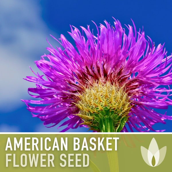 American Basket Flower (Star Thistle) Seeds - Heirloom Seeds, Centaurea Americana, Wildflower, Native Seeds, Open Pollinated, Non-GMO