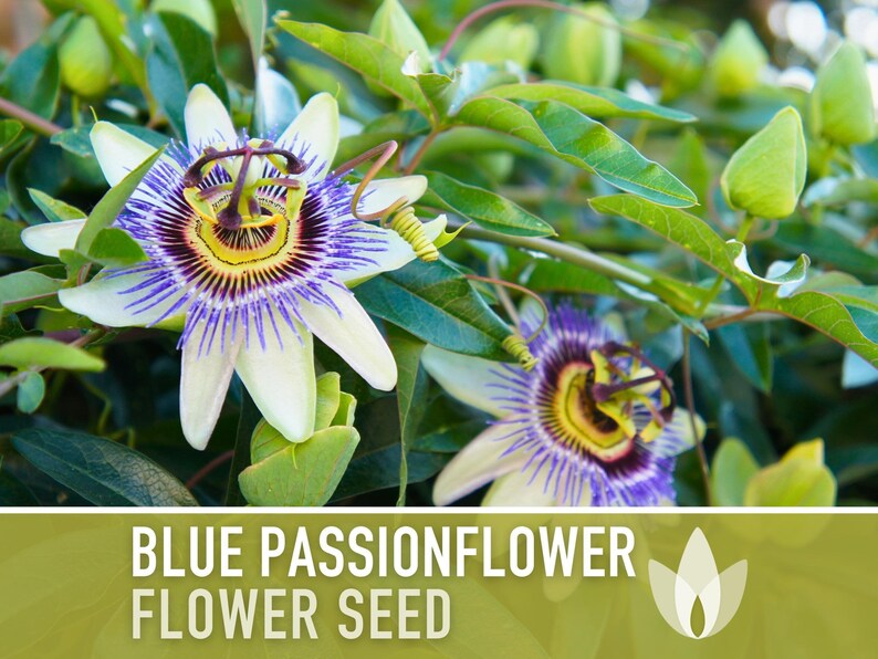 Blue Passionflower Seeds | 20+ Seeds, Heirloom, Non-GMO, Vining Flower, Fragrant, Medicinal, Passiflora caerulea image 11