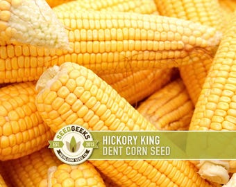 Hickory King Yellow Dent Corn Heirloom Seeds