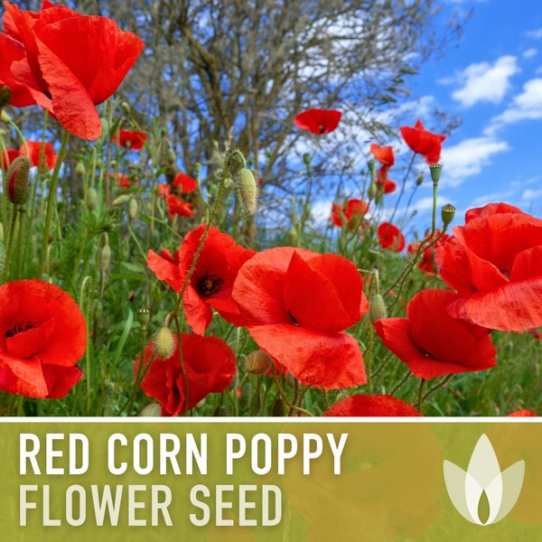 Red Corn Poppy Heirloom Seeds - Flower Seeds, Cool Weather Seeds, Flowers, Flower Mix, Remembrance, Common Poppy