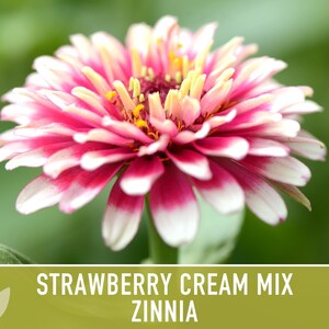 Strawberry Cream Zinnia Seeds | 100+ Seeds, Heirloom Flower Mix for Pollinator Gardens & Bouquets! image 12