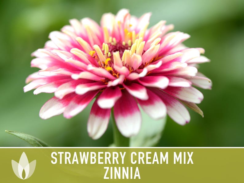 Strawberry Cream Zinnia Seeds | 100+ Seeds, Heirloom Flower Mix for Pollinator Gardens & Bouquets! image 12