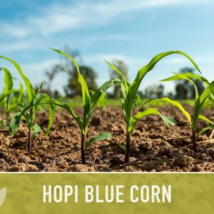Hopi Blue Corn Heirloom Seeds - Non-GMO, Open Pollinated image 8
