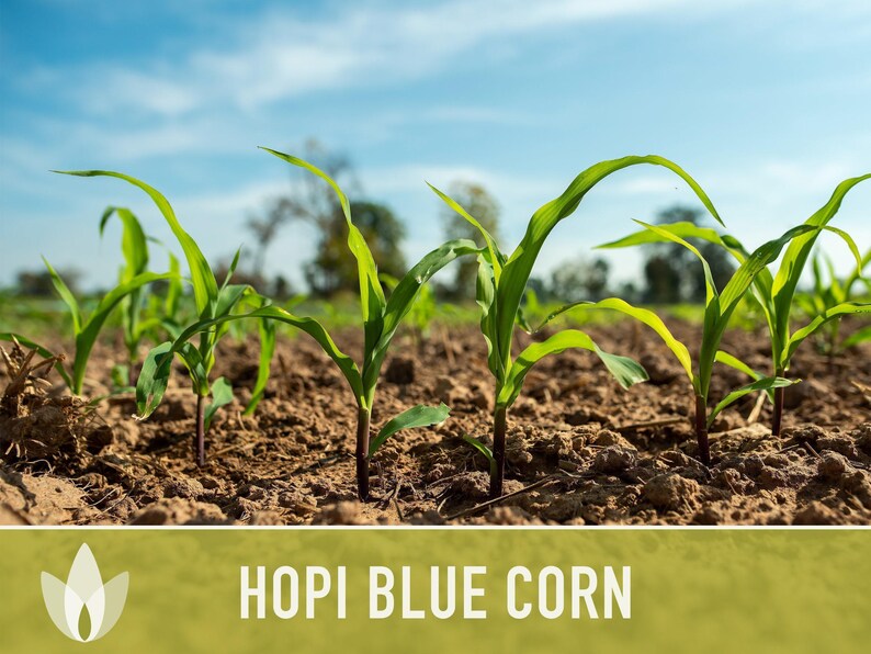Hopi Blue Corn Heirloom Seeds - Non-GMO, Open Pollinated image 8