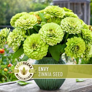 Envy Lime Green Zinnia Seed | 100+ Seeds, Heirloom Annual Flower, Butterfly Gardens, Cut Flowers, Zinnia elegans zdjęcie 1