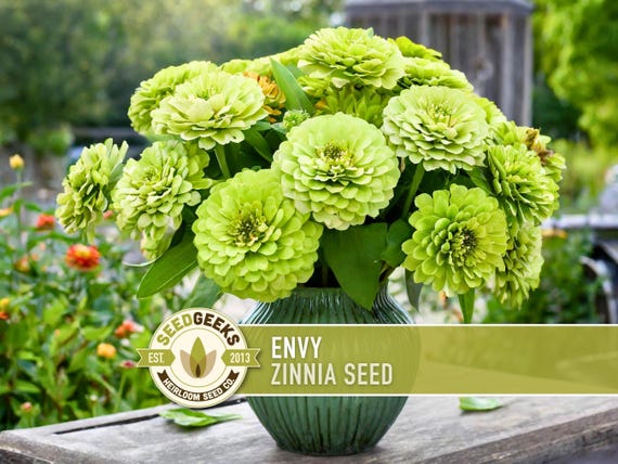 Envy Lime Green Zinnia Seed | 100+ Seeds, Heirloom Annual Flower, Butterfly Gardens, Cut Flowers, Zinnia elegans
