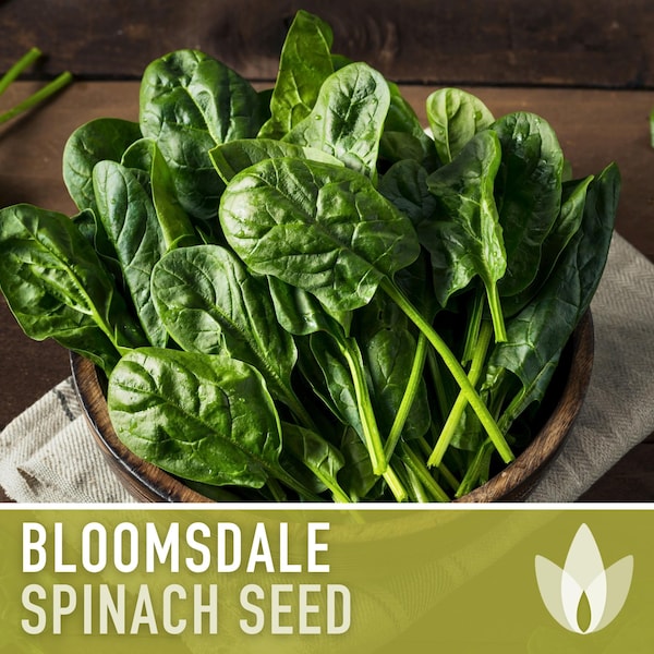 Bloomsdale Spinach Heirloom Seeds - Slow to Bolt, Cool Season Greens, Container Garden, Fresh Salad Greens, Open Pollinated, Non-GMO