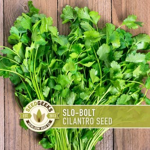 May include: A bunch of fresh, green cilantro leaves on a wooden surface. The image includes a logo that says "Seed Geeks" and the text "Slo-Bolt Cilantro Seed".