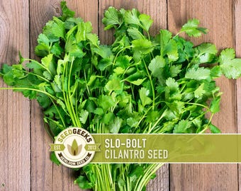 Slo-Bolt Cilantro Herb Seeds | 50+ Seeds, Heirloom, Culinary & Medicinal Use, Coriandrum sativum