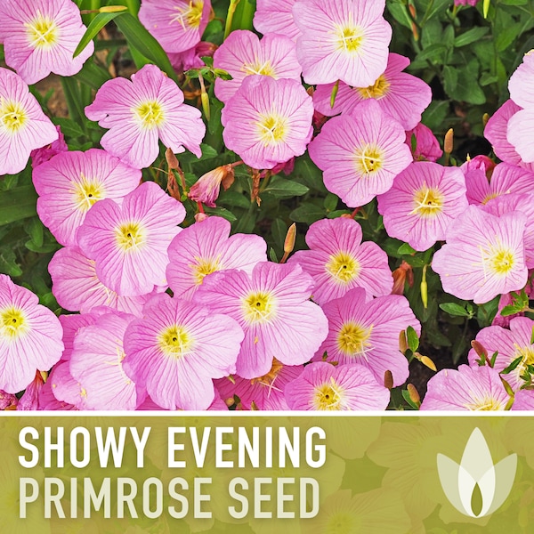 Showy Evening Primrose Flower Seeds - Heirloom, Pinkladies, Native Wildflower, Fragrant Flower, Night Bloom, Pollinator Garden, Non-GMO
