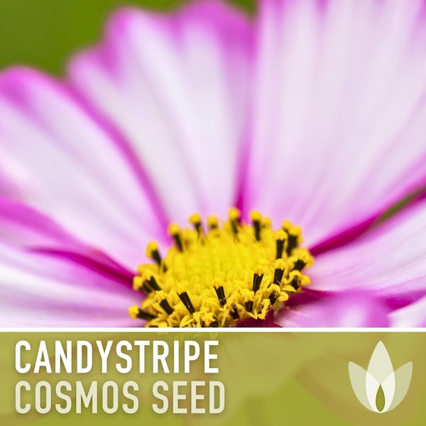 Candystripe Cosmos Flower Seeds - Heirloom Seeds, Cut Flowers, Butterfly Garden, Pollinator Friendly, Open Pollinated, Non-GMO