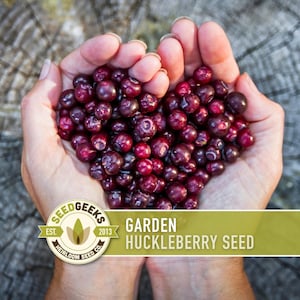 Garden Huckleberry Seeds - Heirloom, Non-GMO | 20+ Seeds image 1