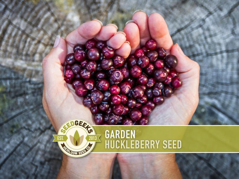 Garden Huckleberry Seeds - Heirloom, Non-GMO | 20+ Seeds image 1