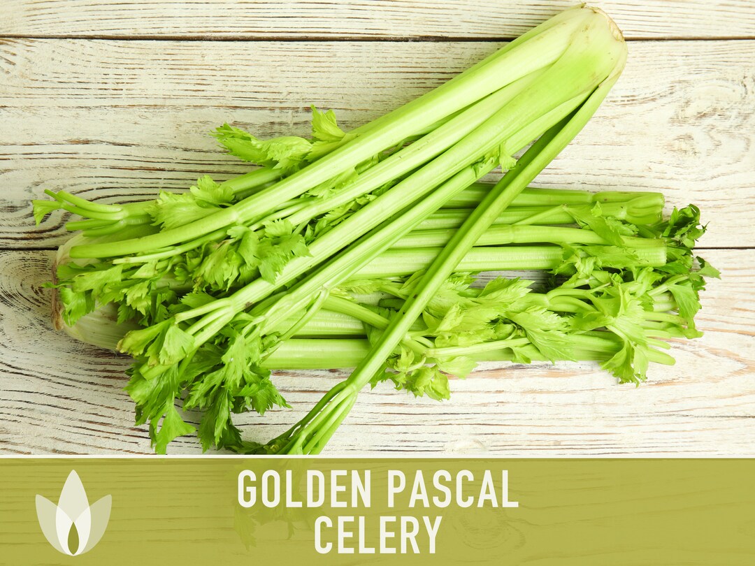 Golden Pascal Celery Heirloom Seeds Etsy