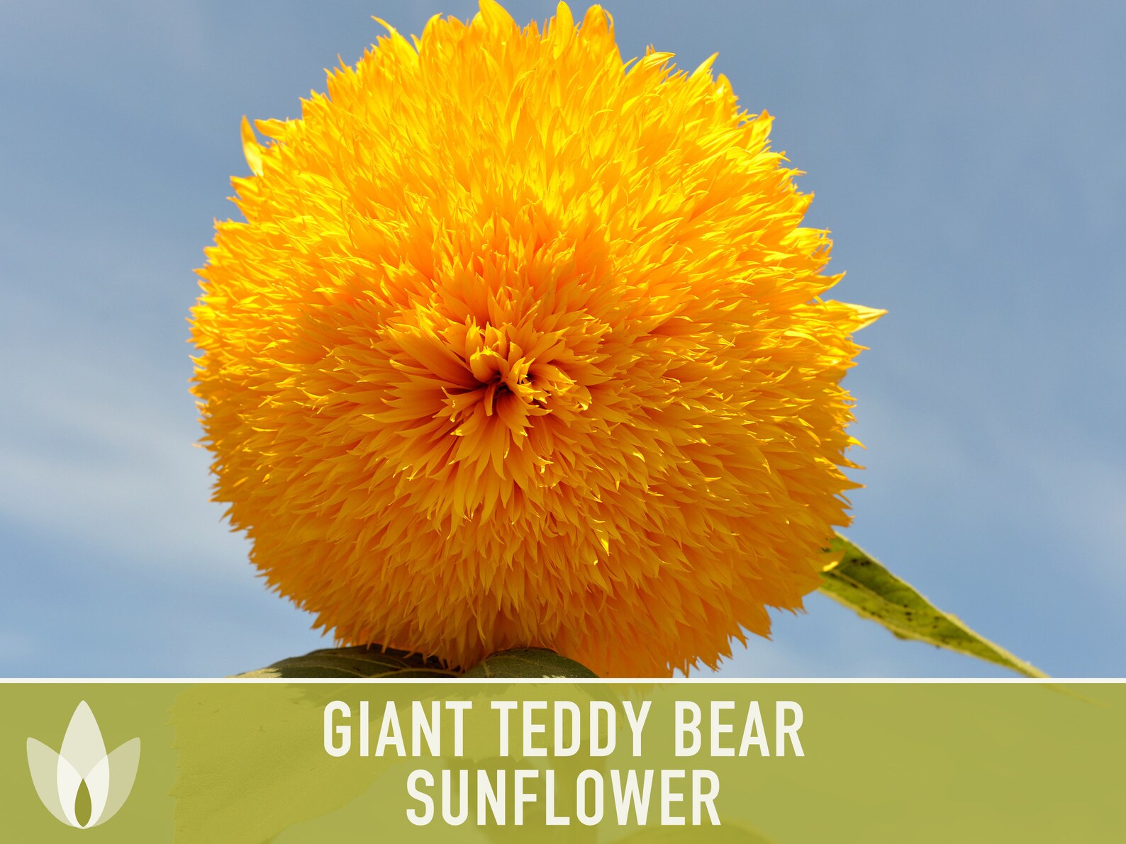 Giant Teddy Bear Sunflower Seeds Heirloom Seeds Sunflower Etsy