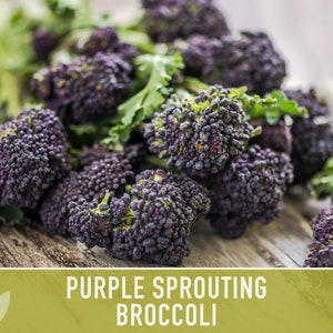 Purple Sprouting Broccoli Seeds Heirloom, Organic, Non-GMO image 4