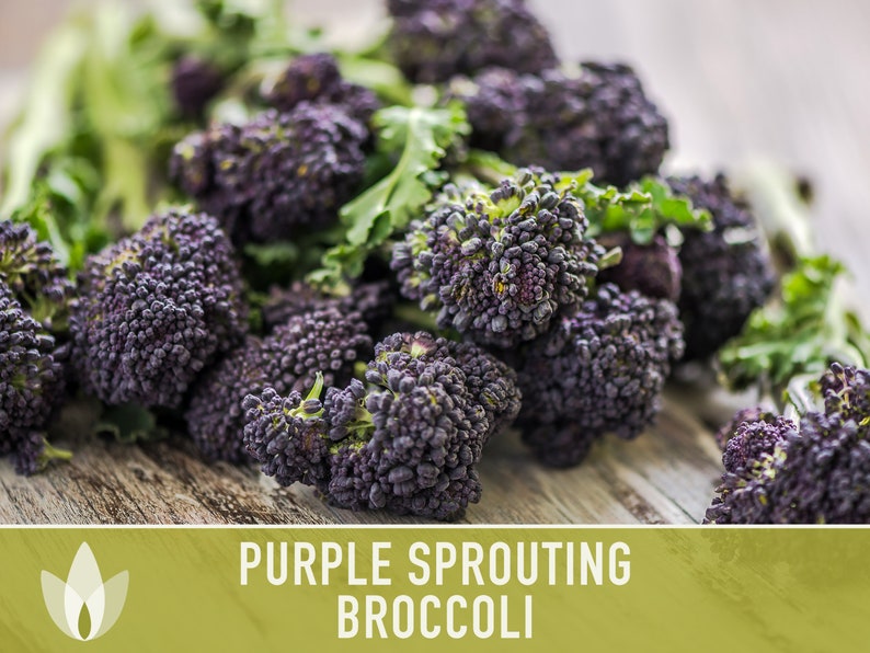 Purple Sprouting Broccoli Seeds Heirloom, Organic, Non-GMO image 4