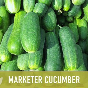 Marketer Cucumber Seeds | 30+ Seeds, Open-Pollinated, Non-GMO, Heirloom, AAS Winner, Slicing, Organic, Cucumis sativus image 11