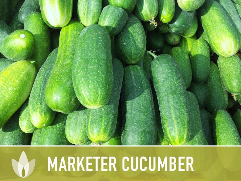 Marketer Cucumber Seeds | 30+ Seeds, Open-Pollinated, Non-GMO, Heirloom, AAS Winner, Slicing, Organic, Cucumis sativus image 11