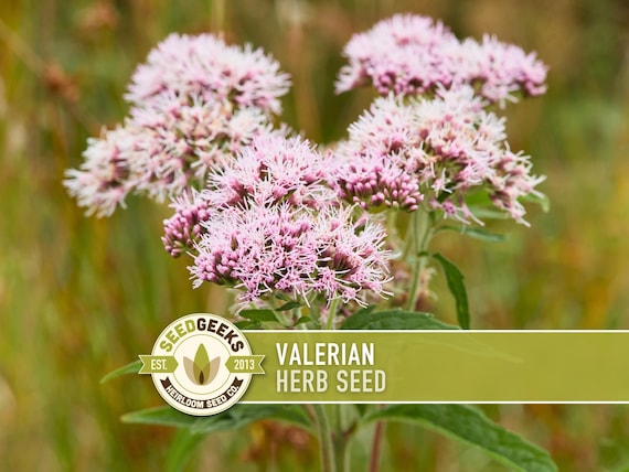 Valerian Herb Seeds | 50+ Seeds, Heirloom Medicinal Plant, Attracts Pollinators & Cats, Valeriana officinalis