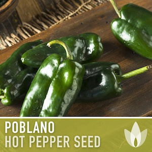 Poblano Ancho Hot Pepper Heirloom Seeds - Chili Rellenos, Mexican Ancho, Mole Poblano, Chili Powder, Roasted Pepper, OP, Non-GMO