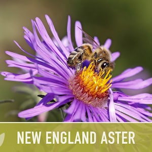 New England Aster Seeds, Heirloom Native Variety zdjęcie 4
