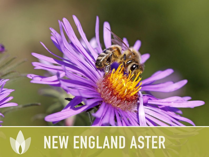 New England Aster Seeds, Heirloom Native Variety zdjęcie 4