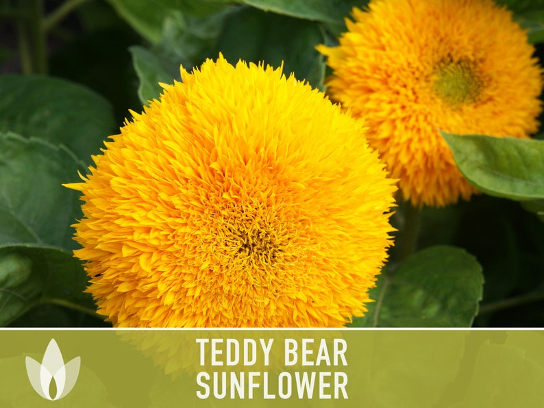 Teddy Bear Sunflower Seeds Heirloom Seeds, Seed Packets, Flower Seeds, Dwarf Sunflower, Non GMO, Open Pollinated image 8