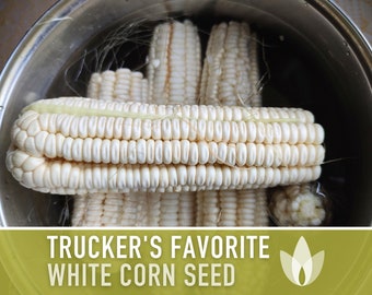 Trucker's Favorite White Dent Corn Heirloom Seeds - Non GMO, Open Pollinated