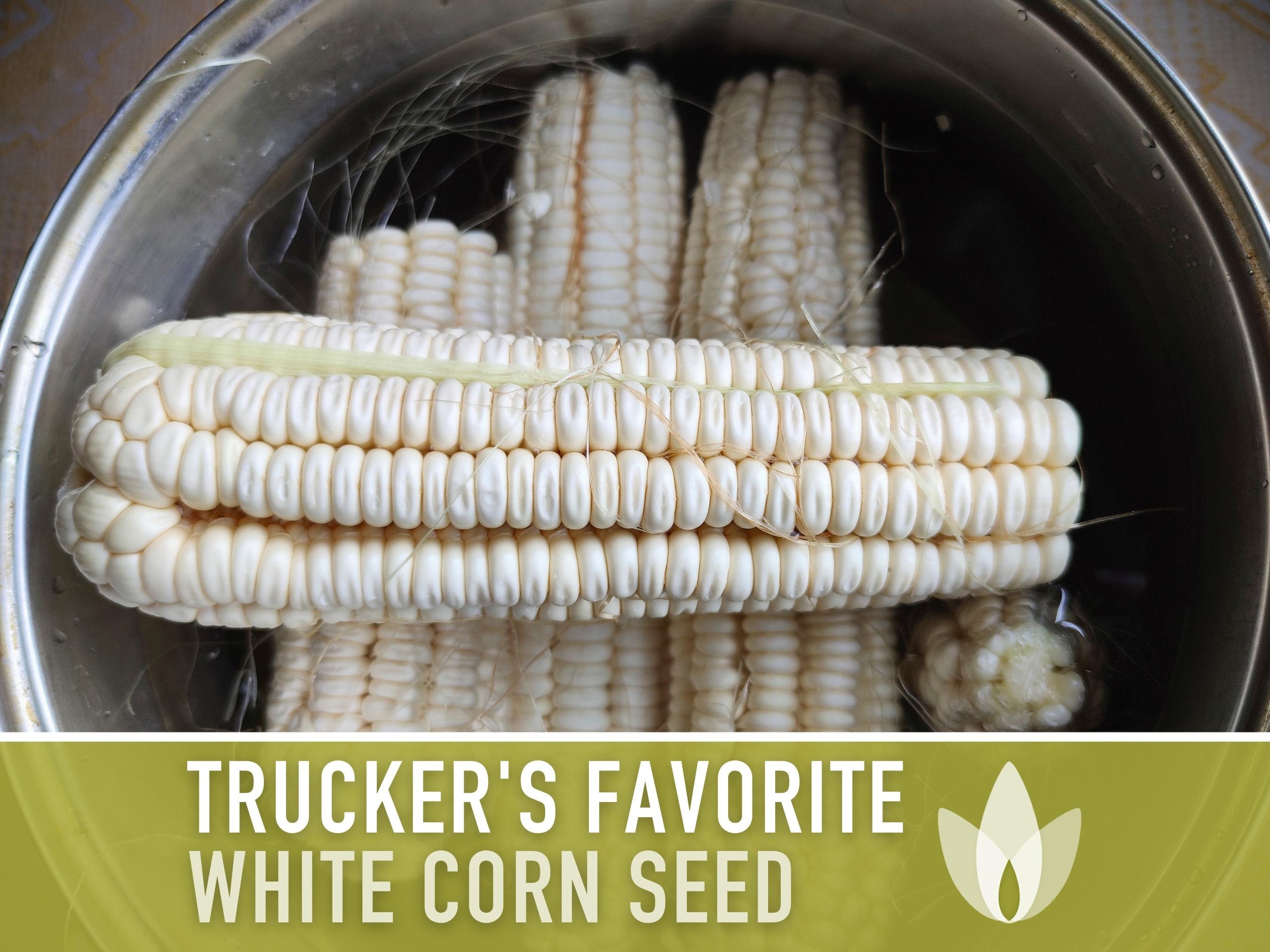 Trucker's Favorite White Dent Corn Heirloom Seeds Non GMO, Open Pollinated  - Etsy