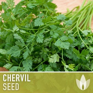 Chervil Herb Heirloom Seeds