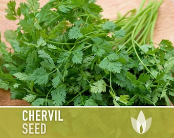 Chervil Herb Heirloom Seeds