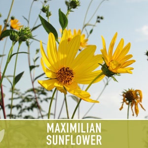 Maximilian Perennial Sunflower Heirloom Seeds Native, Non-GMO, Open Pollinated, Untreated, Flower Seeds, Perennial, Native, Wildflower image 7