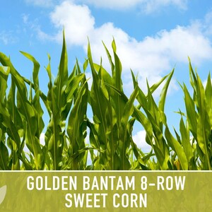 Golden Bantam Sweet Corn Seeds | 50+ Seeds, Non-GMO, Open Pollinated, Heirloom, Zea mays image 8