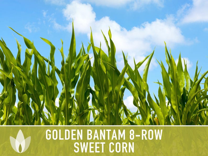 Golden Bantam Sweet Corn Seeds | 50+ Seeds, Non-GMO, Open Pollinated, Heirloom, Zea mays image 8