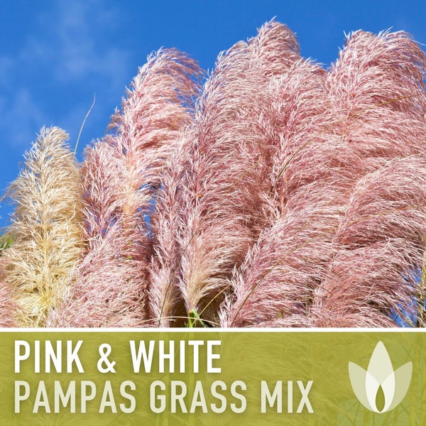Pink Pampas Grass Seeds Etsy