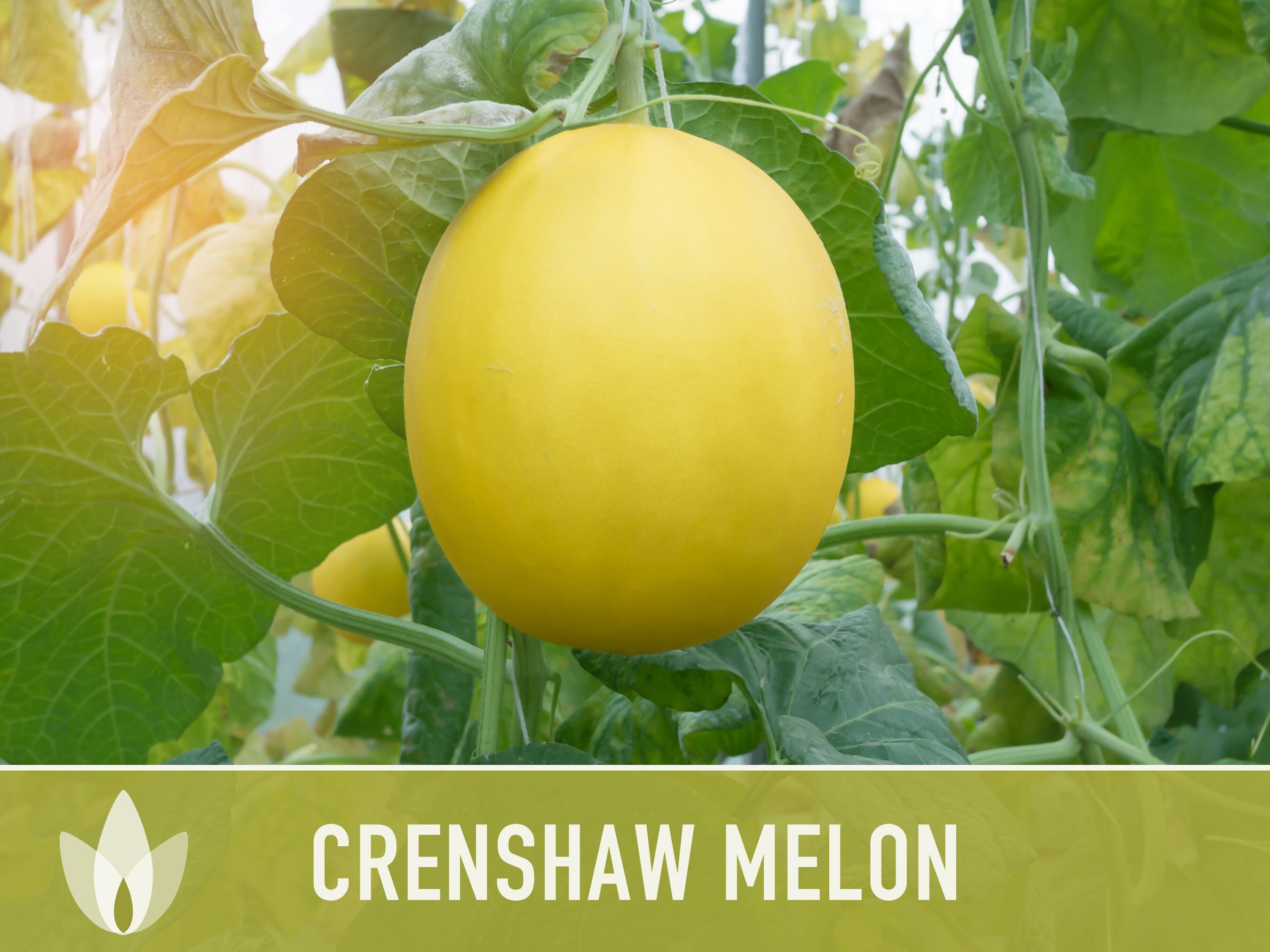 30 Crenshaw Melon Muskmelon Fruit Seeds - Sweet, Unique Melon Variety From Seedville USA 11 thumbnail image