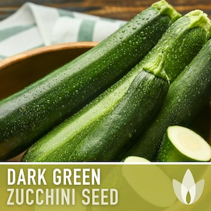 Graines de courgettes vertes foncées