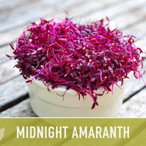 Midnight Red Amaranth Seeds – Heirloom, Salad Greens, Cut Flower image 10