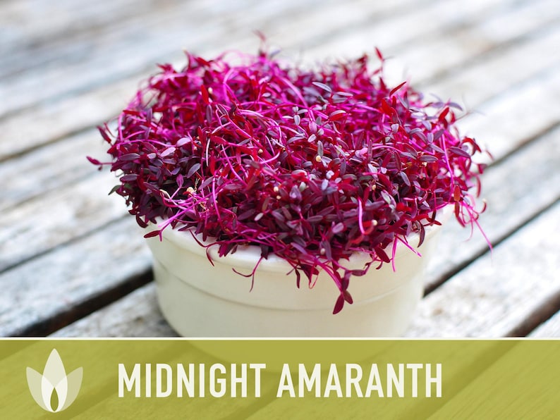 Midnight Red Amaranth Seeds – Heirloom, Salad Greens, Cut Flower image 10