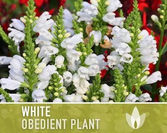 Obedient Plant, White Flower Seeds - Heirloom Seeds, False Dragonhead, Native Wildflowers, Deer Resistant, Open Pollinated, Non-GMO