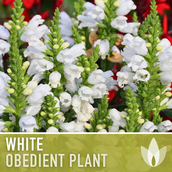 Obedient Plant, White Flower Seeds - Heirloom Seeds, False Dragonhead, Native Wildflowers, Deer Resistant, Open Pollinated, Non-GMO