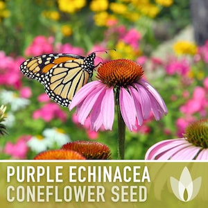 Graines d'Échinacée pourpre | Plus de 100 graines, fleurs sauvages indigènes, héritage, tolérant à la sécheresse, jardin des papillons, Echinacea purpurea image 9